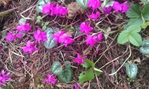 Cyclamen Kış Çiçeği