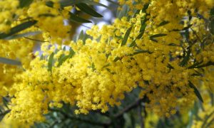 Akasyanın (Acacia) Sağlık Faydaları